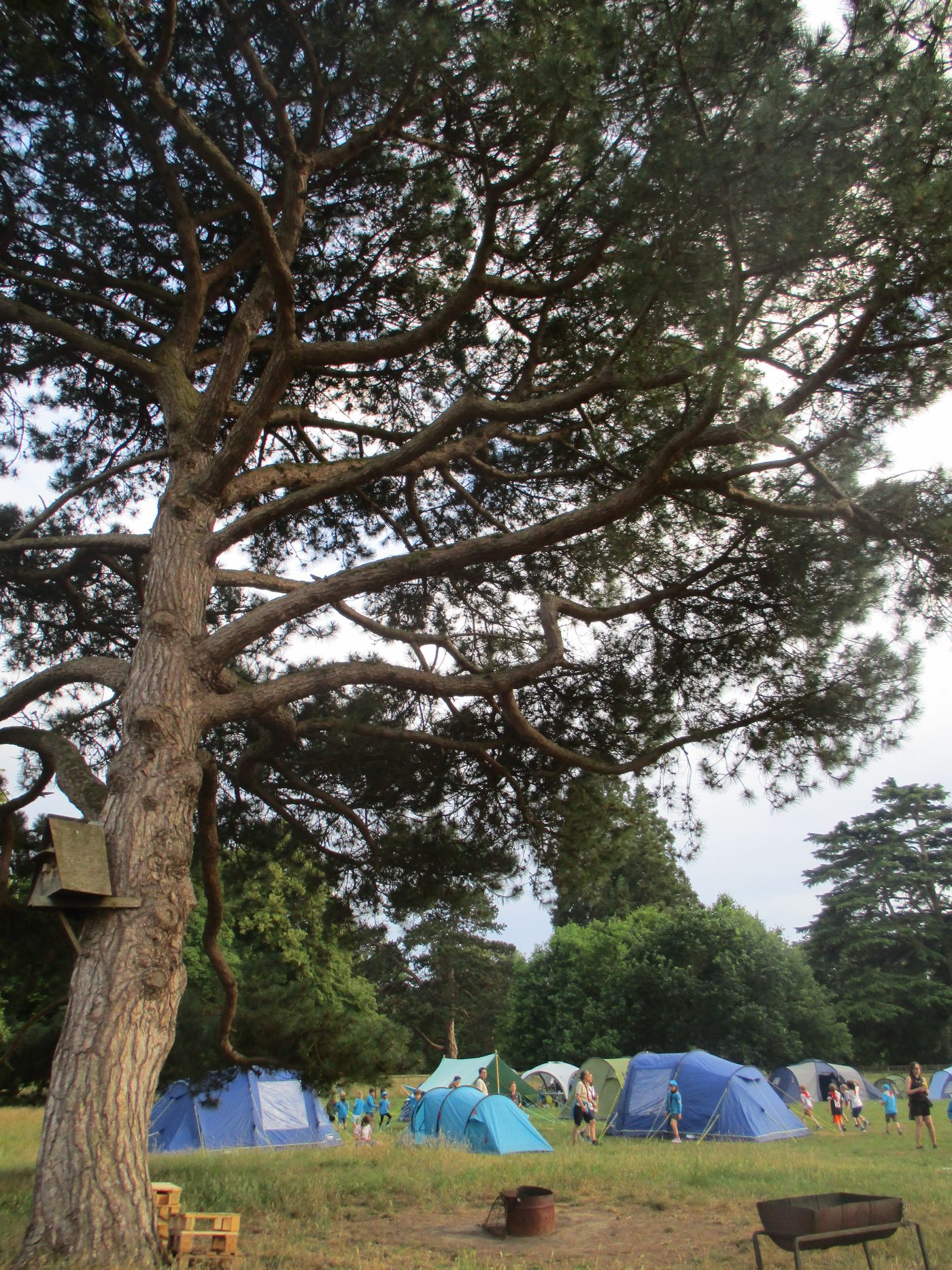 Tents pitched under the trees at camp