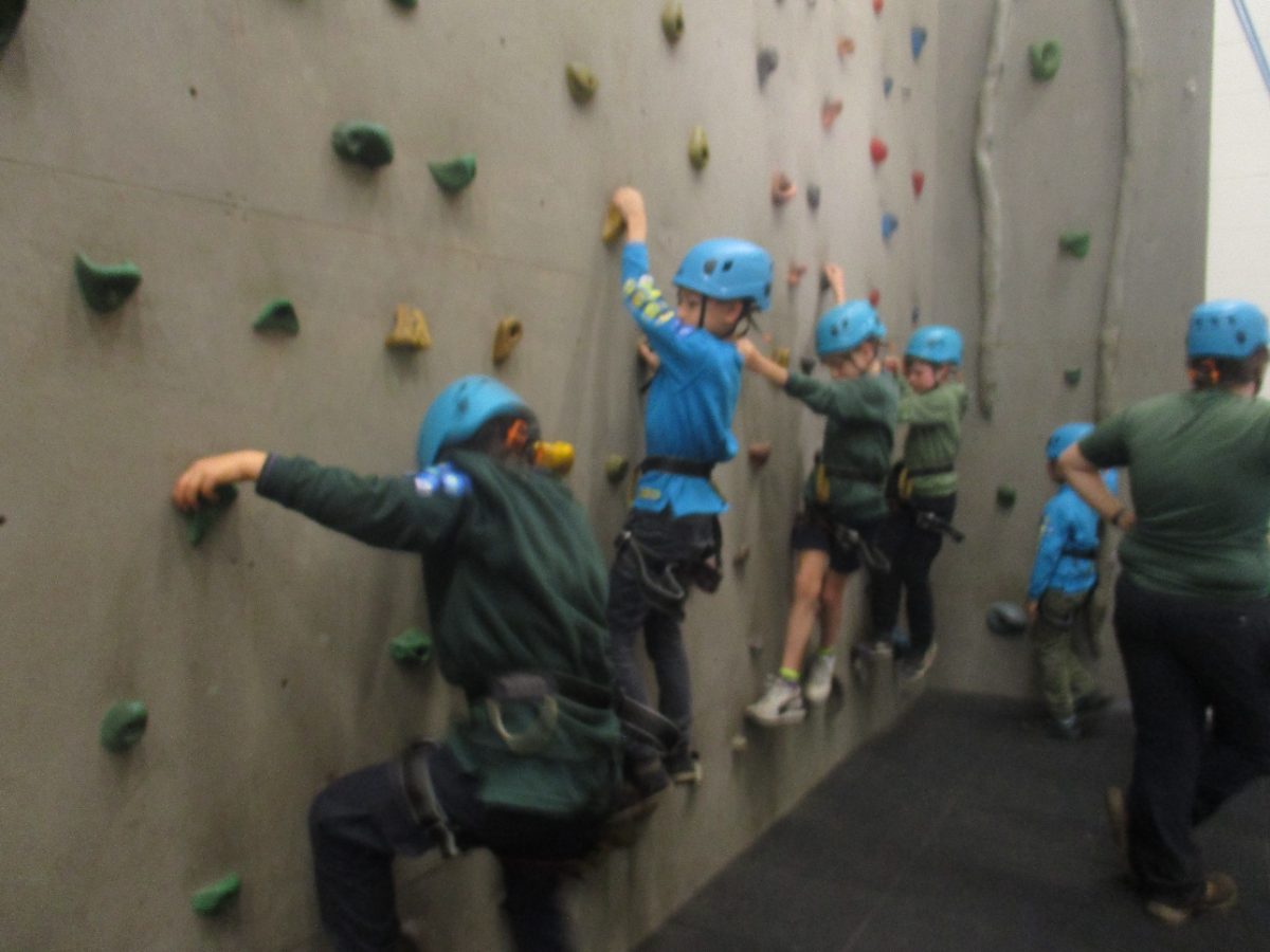 Cubs on a climbing wall