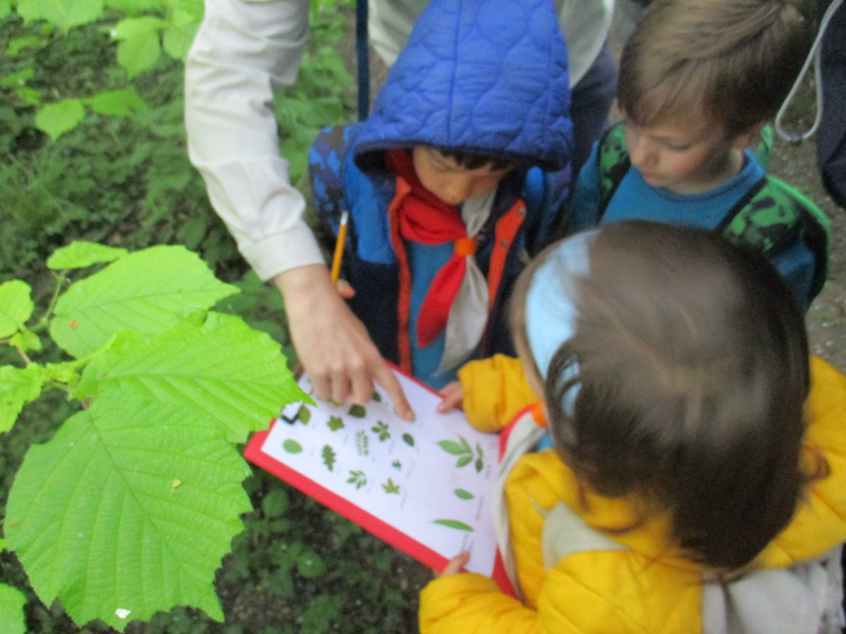 Beavers identifying leaves